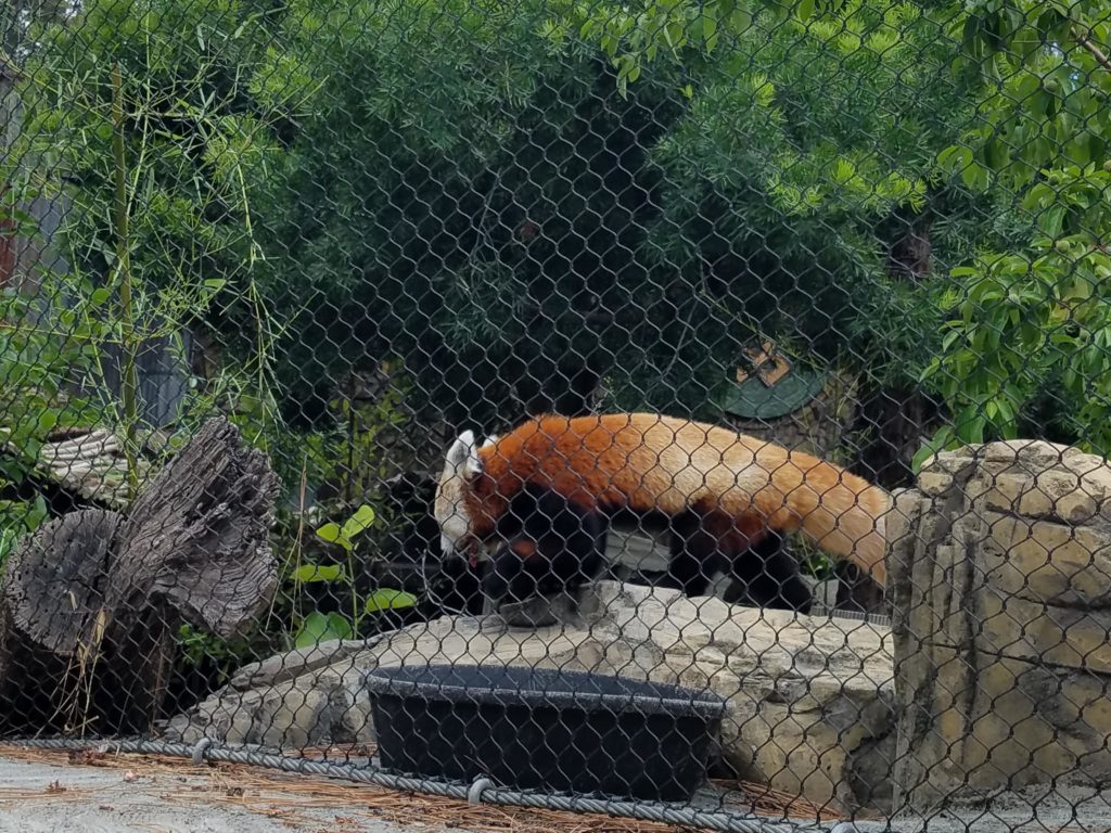 Red panda