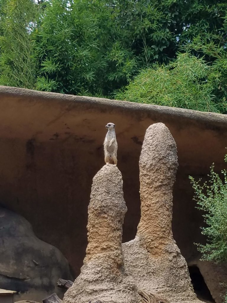 Meerkat