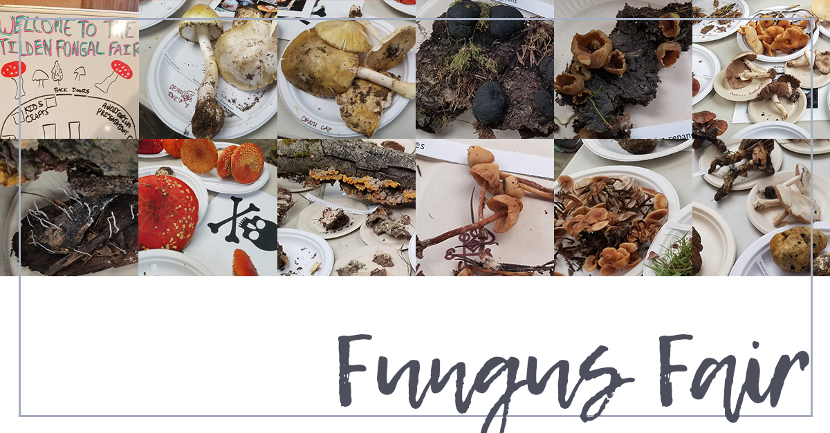 Read more about the article The Fungus Fair